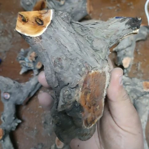 天***观大果紫檀（缅甸花梨）