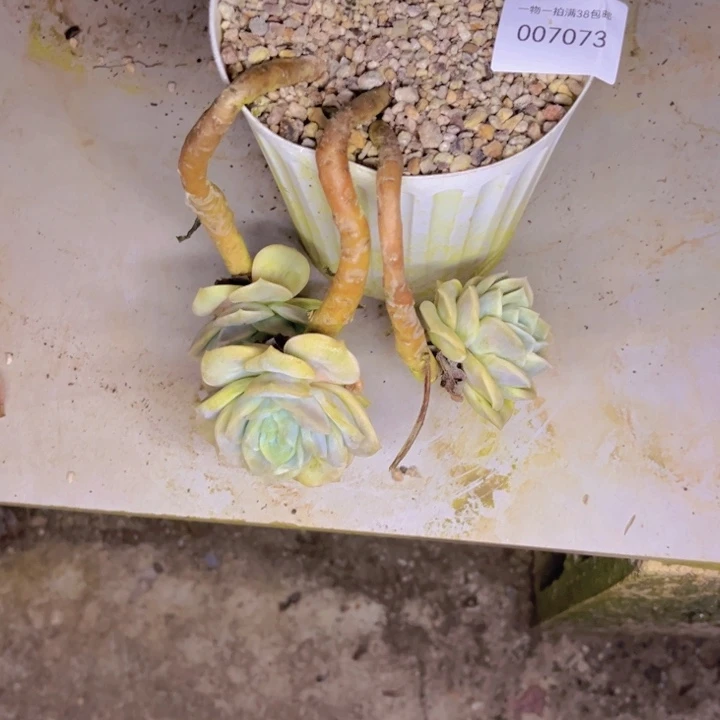 光***狂多肉一物一拍7073