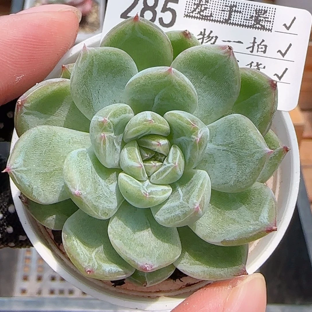 多肉0810-285雪花珍妮