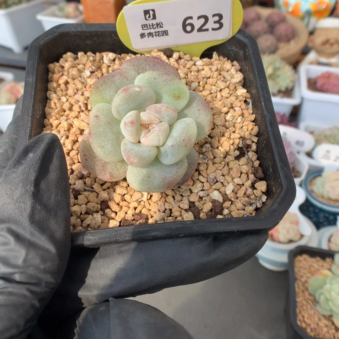 623 冰玉石化多肉