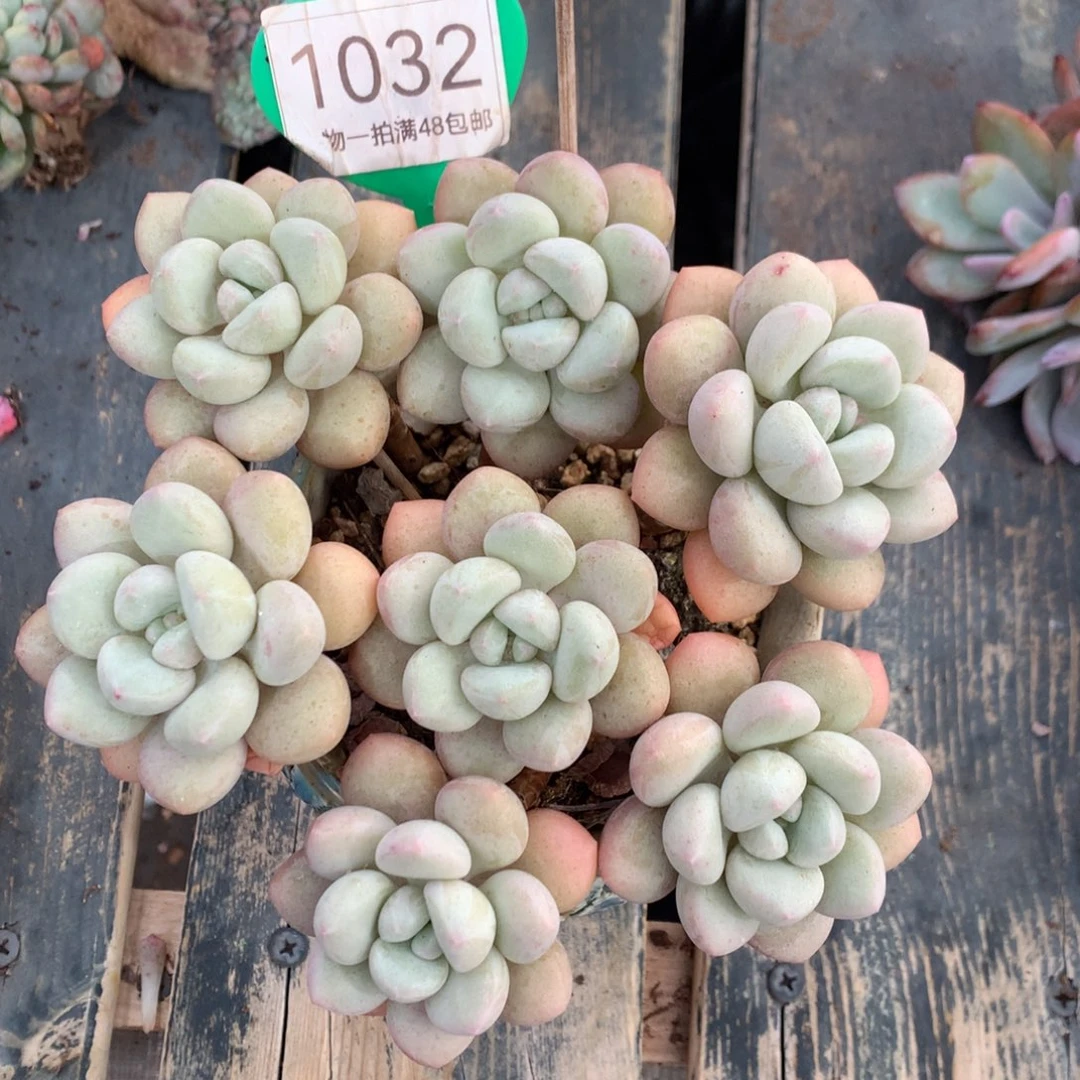 泡泡糖捧花一物一拍
