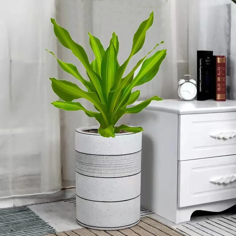 金心也门铁盆栽巴西铁室内大型客厅办公花卉植物香龙血树观叶绿植