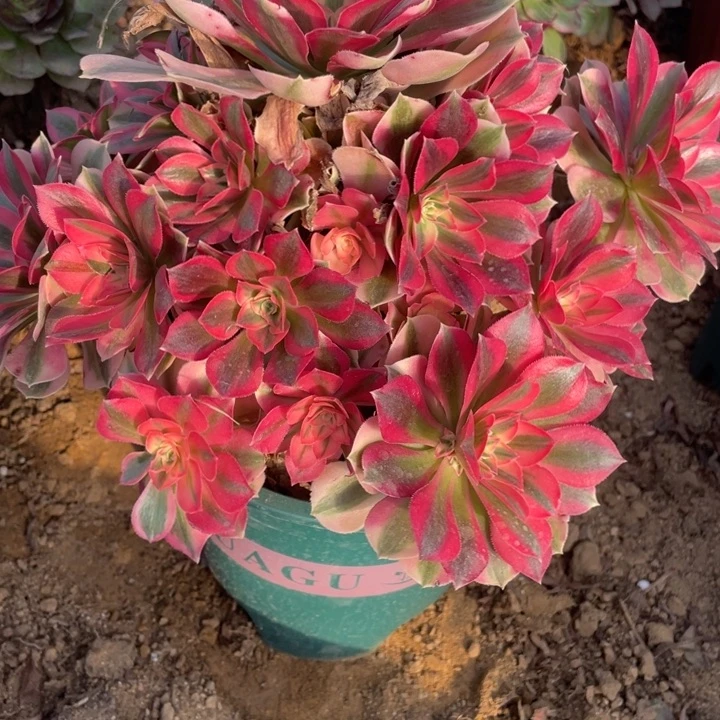 无花朵225粉女巫多肉植物