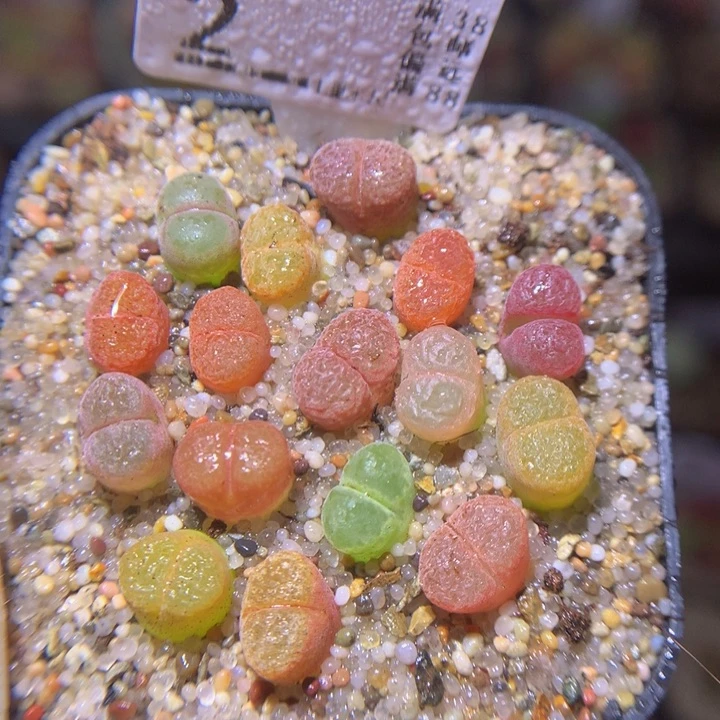 精品生石花多肉37.2