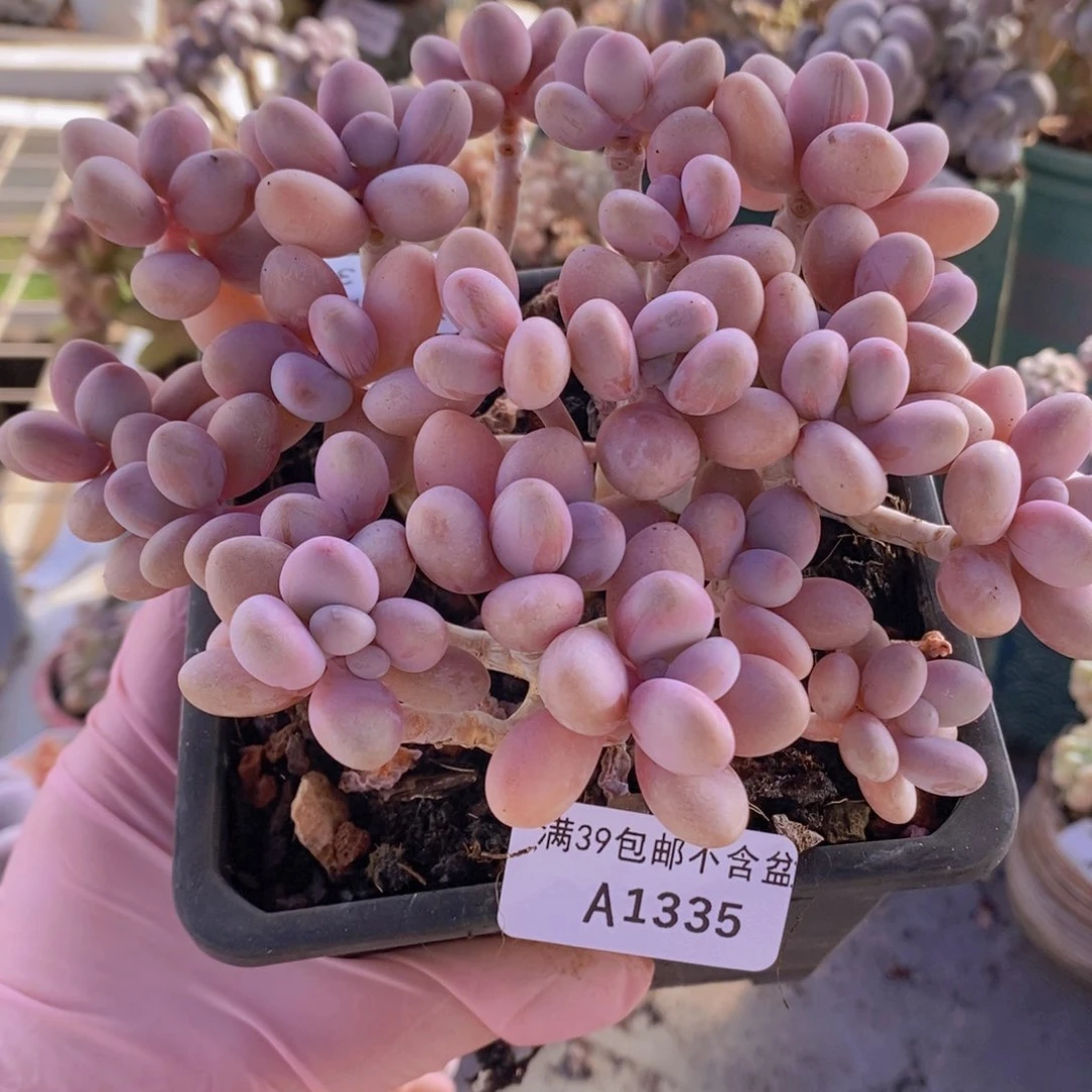 糖果桃蛋老桩14cm1335多肉植物