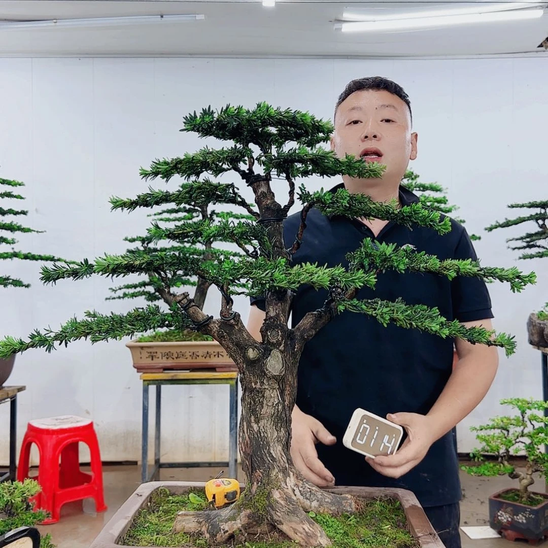 用***5无花朵盆景制作过程非常