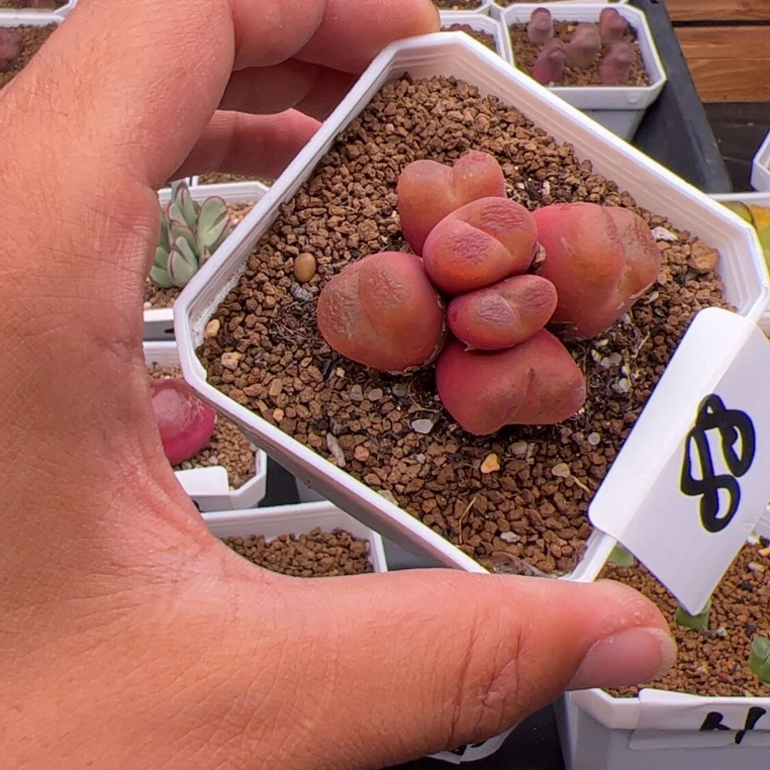 6.18大毛多肉植物88