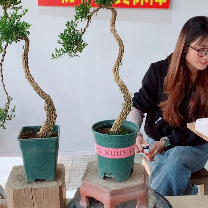 无花朵平****?广东黄杨