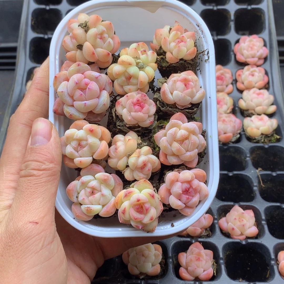 反反复复还是很开心084