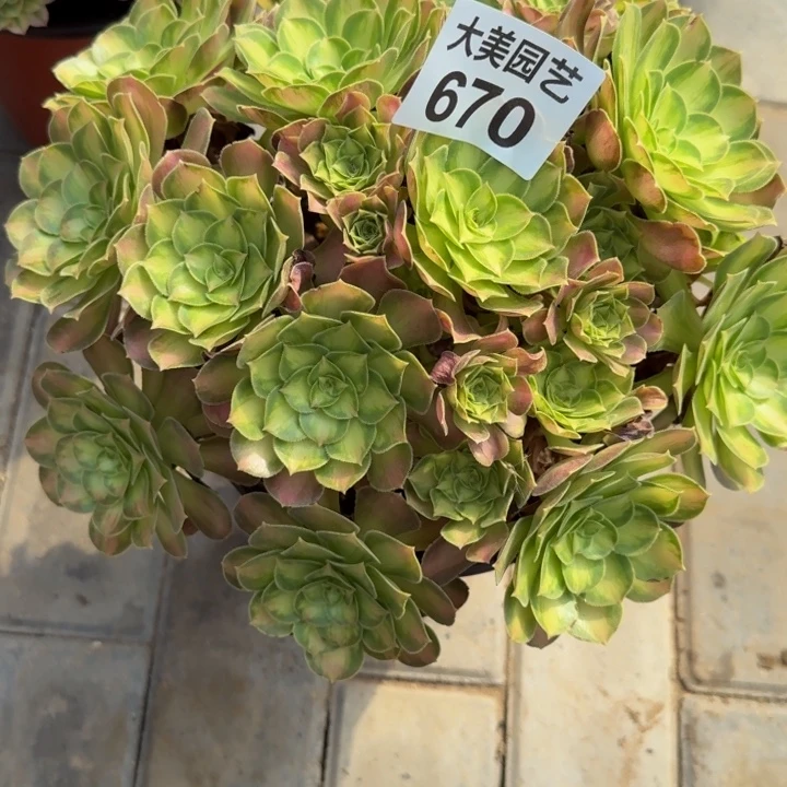 赵***姐韶华丛林福利670肉肉