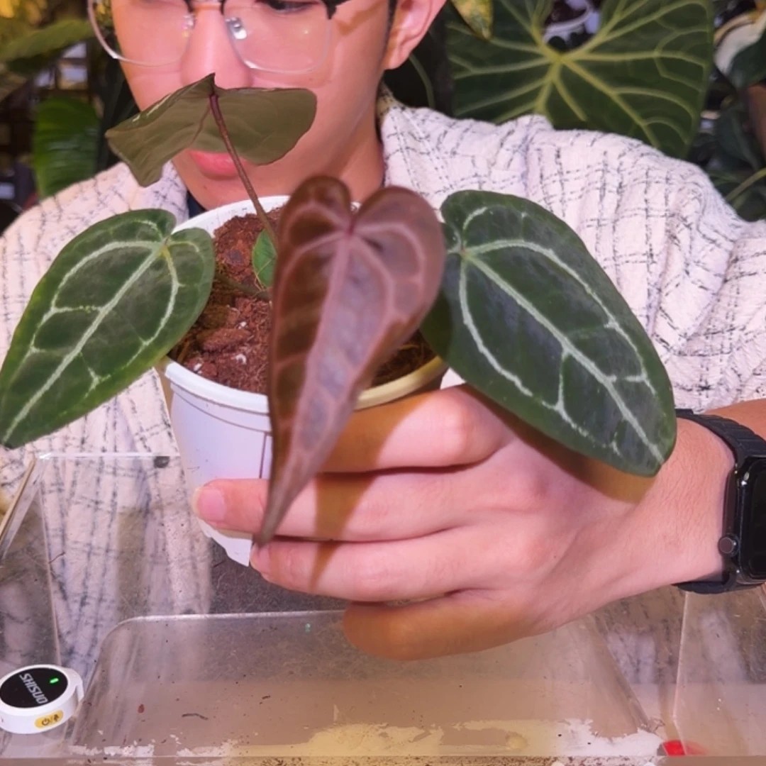 完全开放J85  红水晶杂