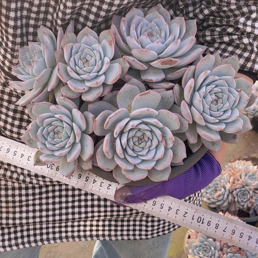 大粉蓝鸟群29.99一单包邮