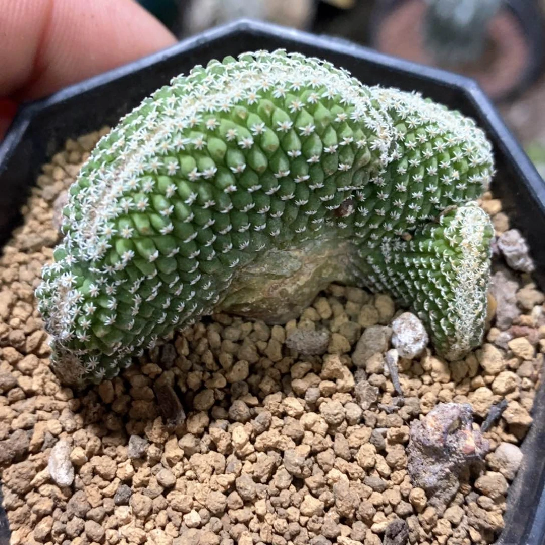 孤品实生7头菊水缀化扇形5.2cm