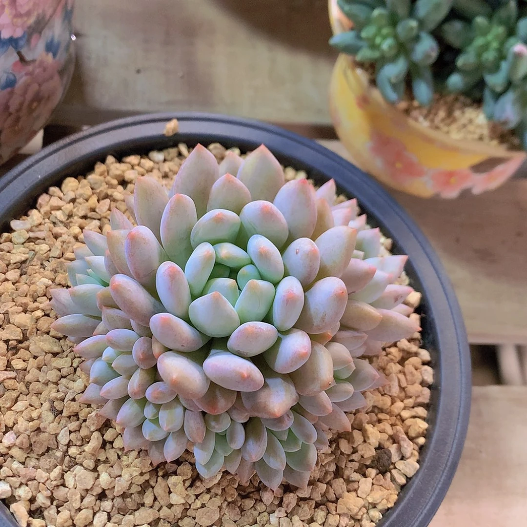 半夏捧花一物一拍