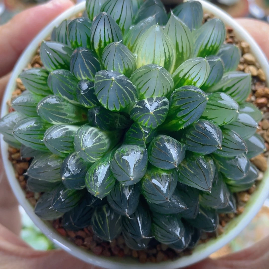6.十二卷群生霓虹灯玉露锦。
