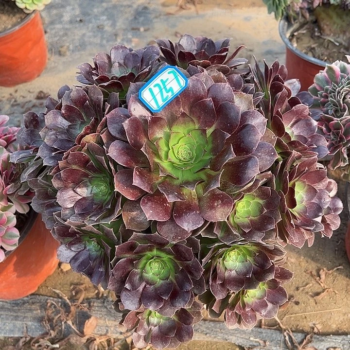 多肉植物赤焰莲1257