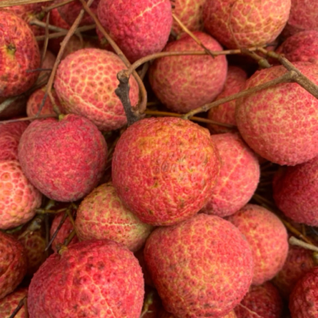 潮汕本地家自种A级+无籽荔枝