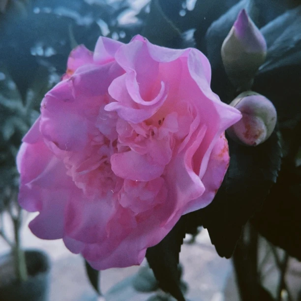 一物一拍山茶花好养易活原盆原土发货