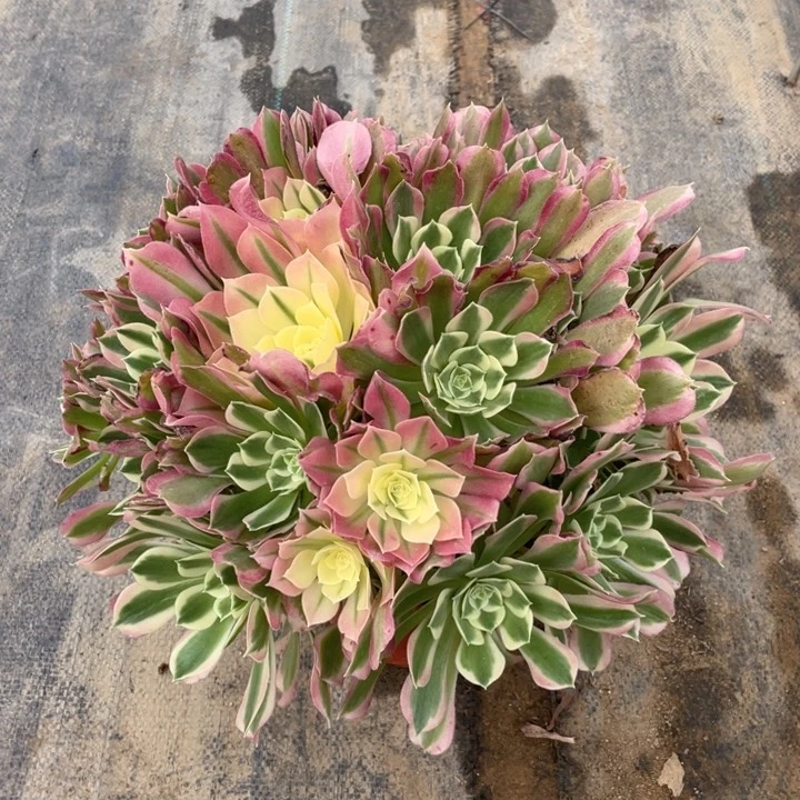 257雨花石法师断枝不售后