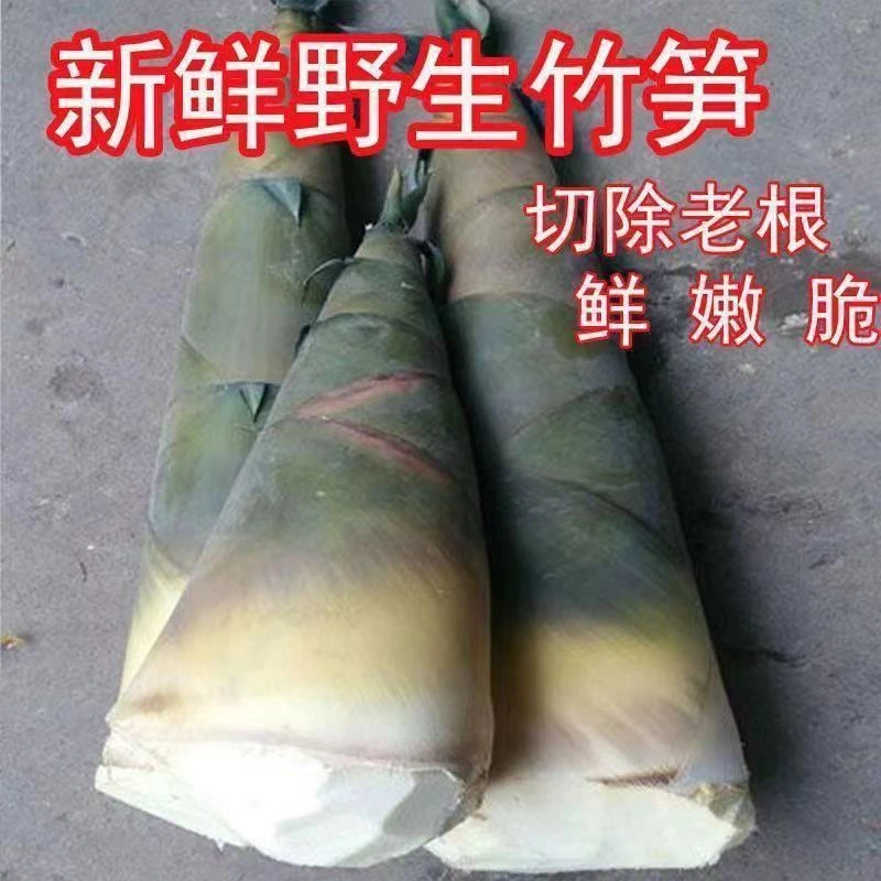 广西野生竹笋新鲜现挖麻竹笋大头笋清水竹笋片脆嫩竹笋片