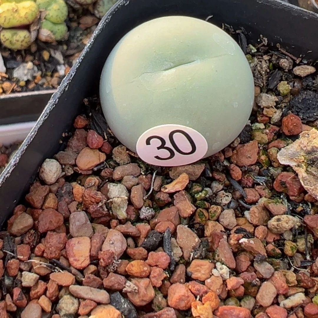 多肉植物1111111111111111