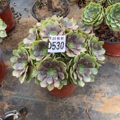 530万圣节不包断枝