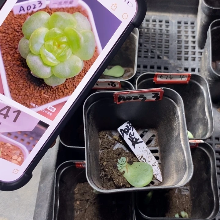 一生所爱A023芽苗一个