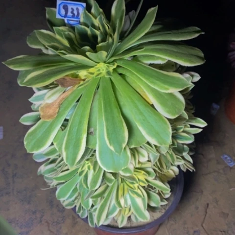 绿羊绒多肉植物一物一拍933多肉