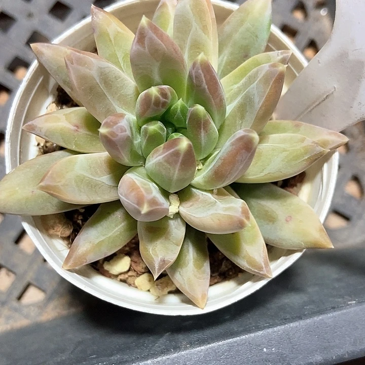 多肉植物1187多肉