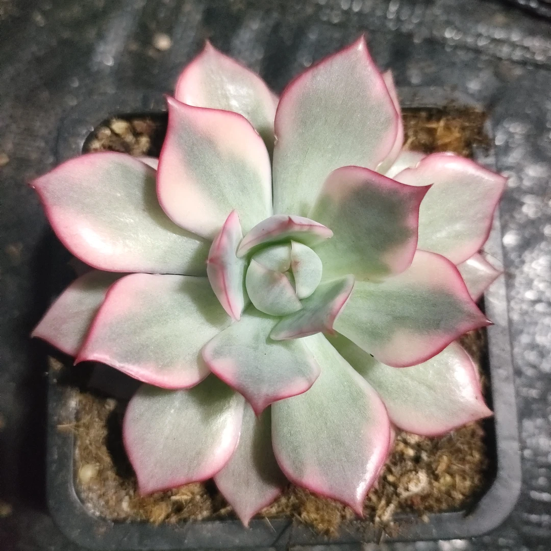 红莲锦多肉植物，