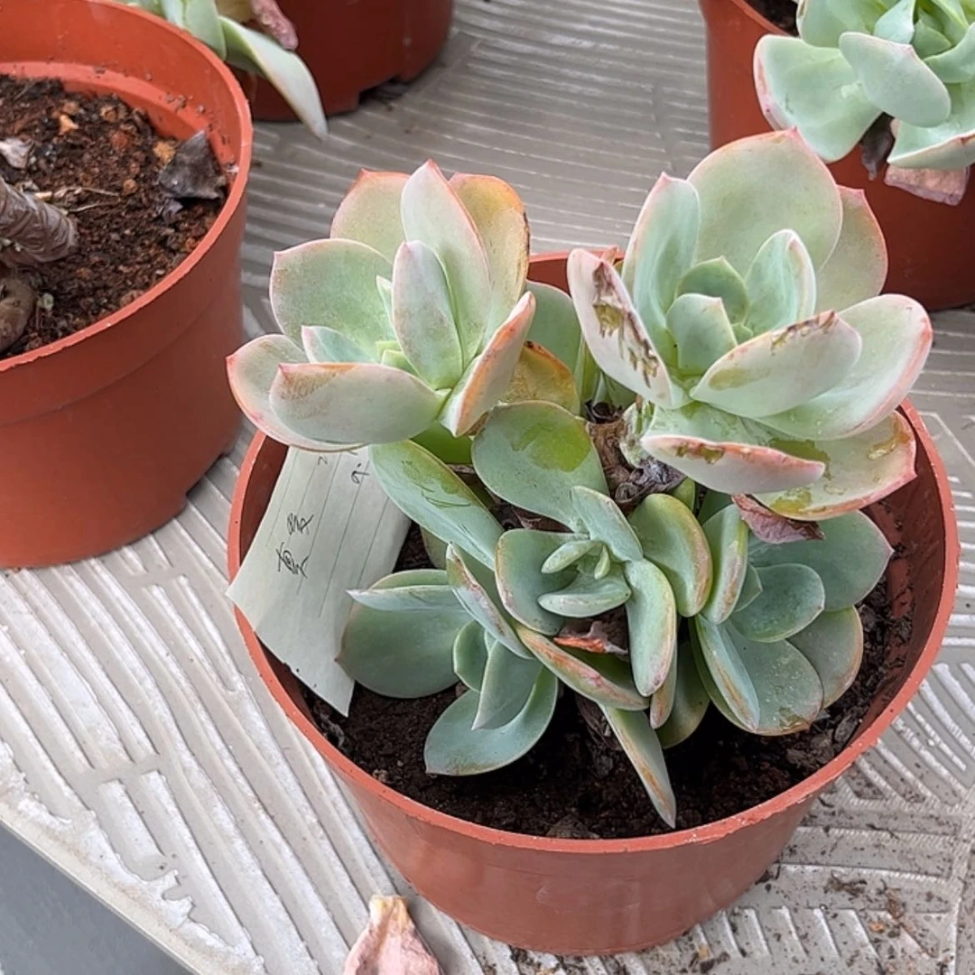 【闪购商品】无花朵真*