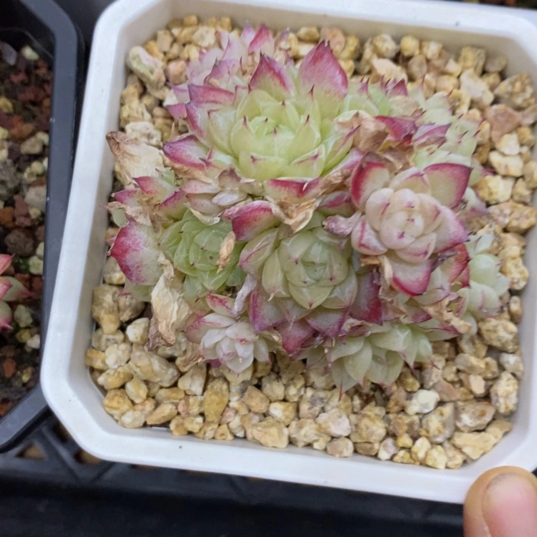 精品多肉一物一拍不包整33