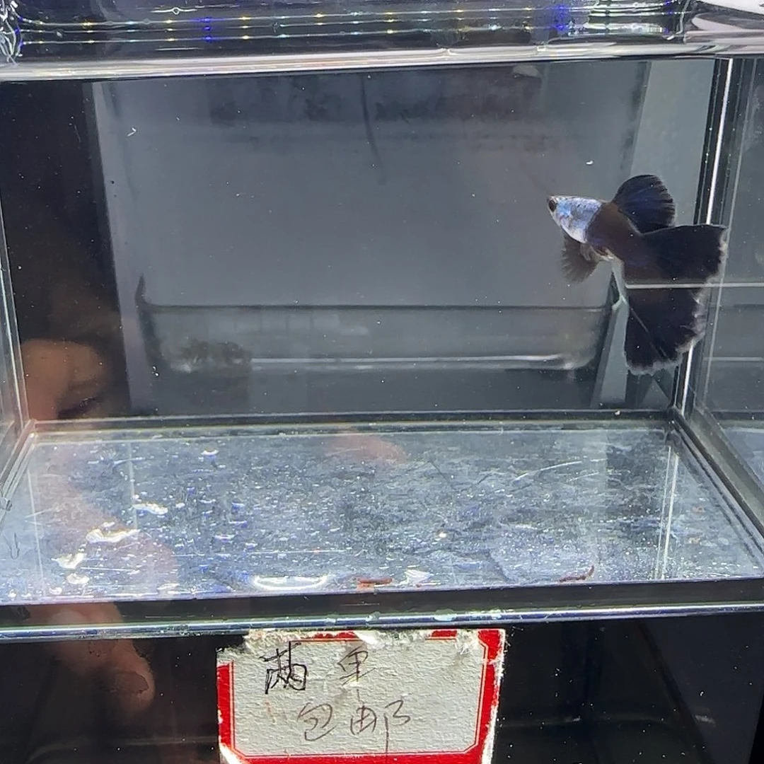 孔雀鱼艾尔银蓝尾一对