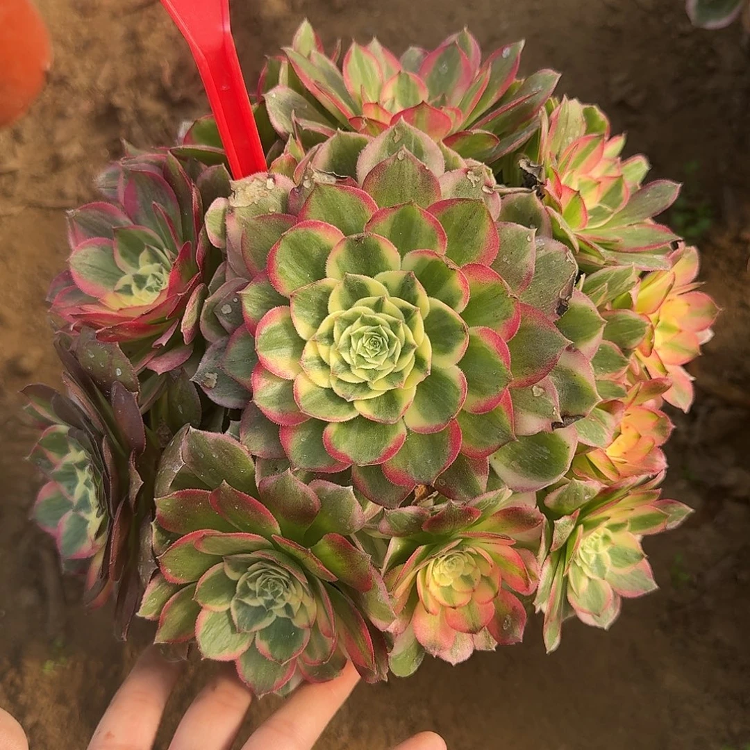 4584海仙多肉法师