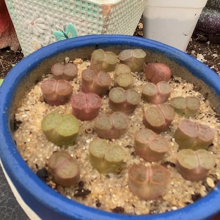 克里普兰磁铁一颗