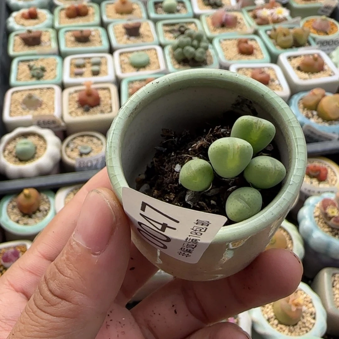 小***盖0047-一物一拍 带盆