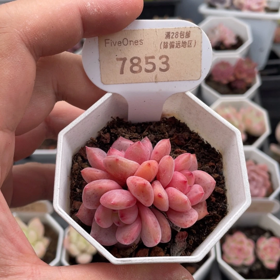 林依晨7853-5.5厘米