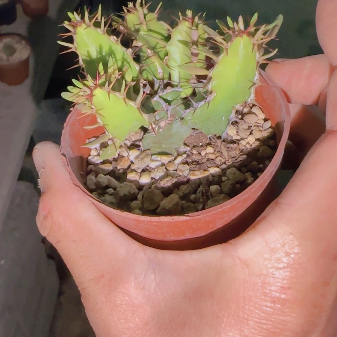 宝*熊块根植物块根植物