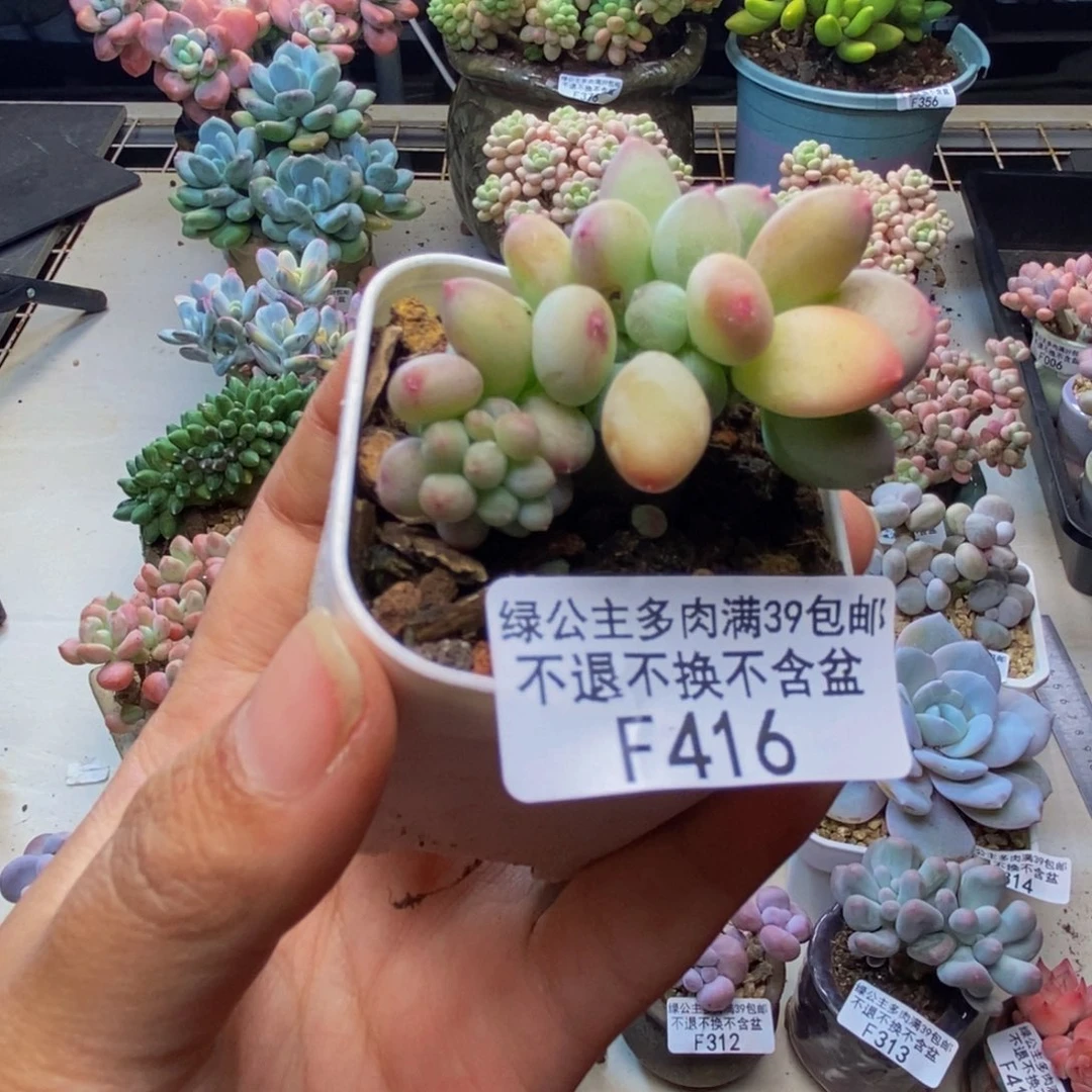 416苹果奶四代缀4c m