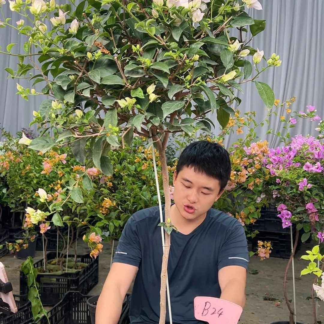 随***放当前无花栽培后可以开花B24丽娜