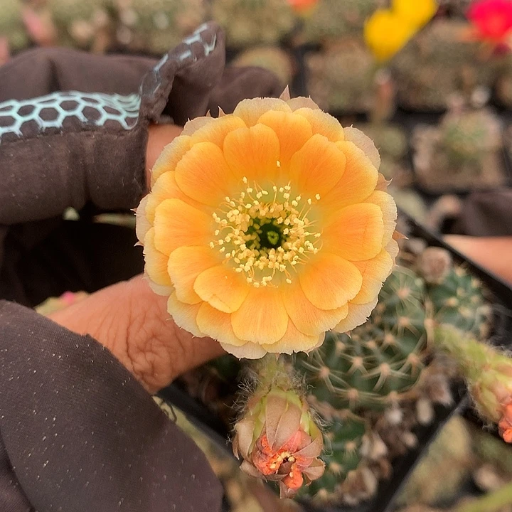 7140 实生丽花7厘米盆