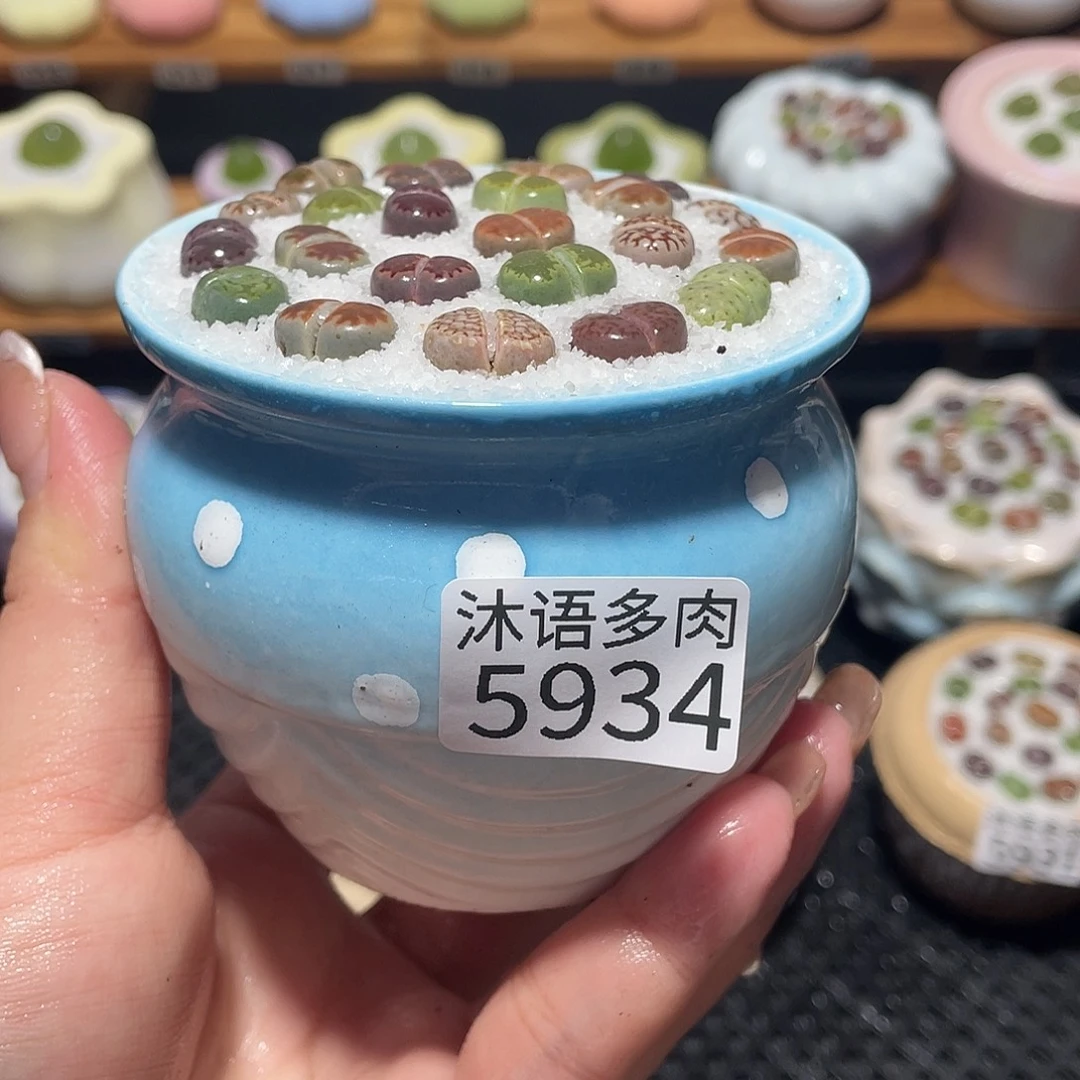 带盆土植物 一物一拍5934
