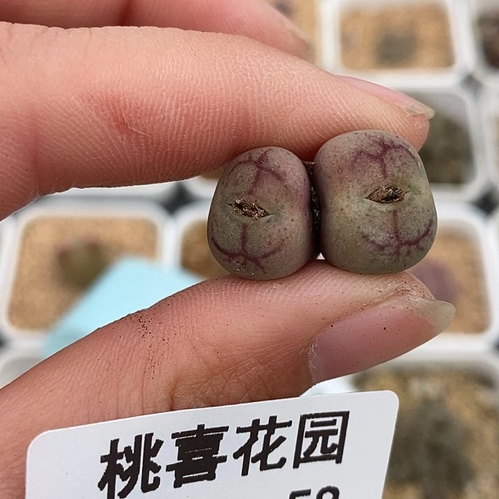 1220-58-杂交半价。