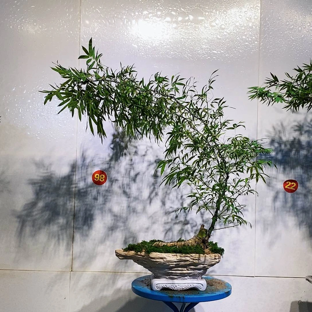 天***饼无花朵小叶簕竹一物一拍