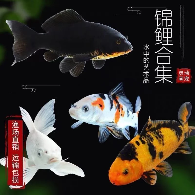 【黄白黑红草德系组合】 锦鲤观赏鱼纯种红白三色黄黑白金好养耐活
