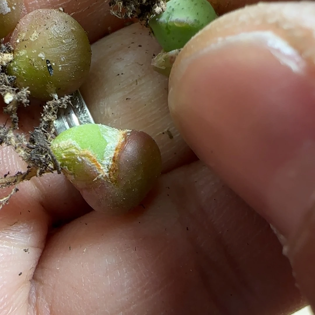 M****?毛胖子实生多肉植物