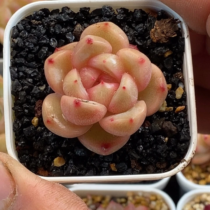 天官赐福百无禁忌