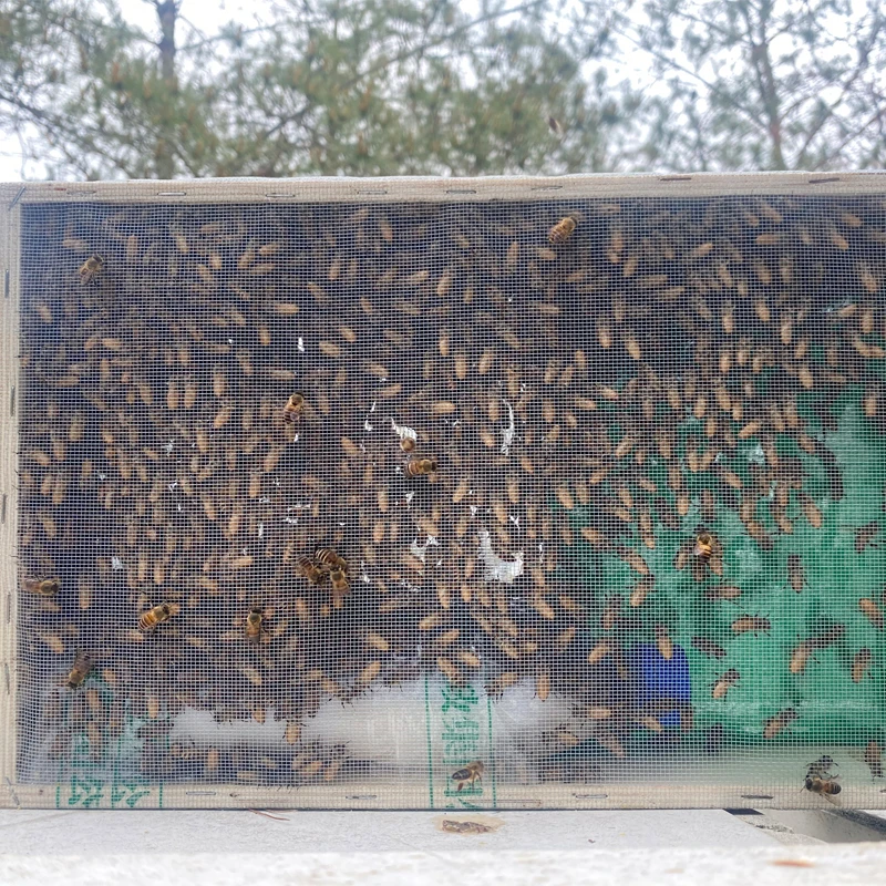 笼蜂中华土蜜蜂合群蜂农家圆桶土养家养带王带脾可选健康好养