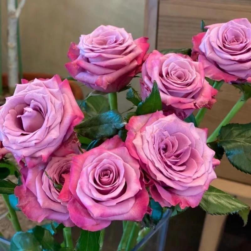 【嫣然】月季灌木耐热四季勤花抗病阳台花卉庭院盆栽