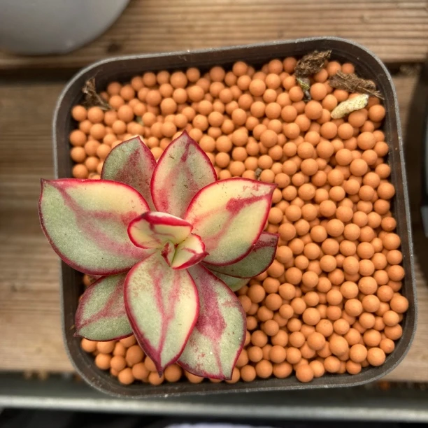丸叶红丝锦多肉植物